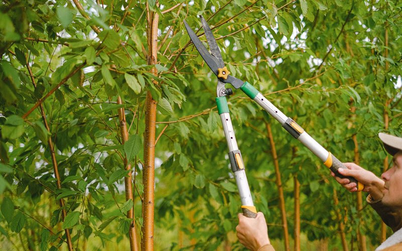 Tree trimming in Topsham, VT