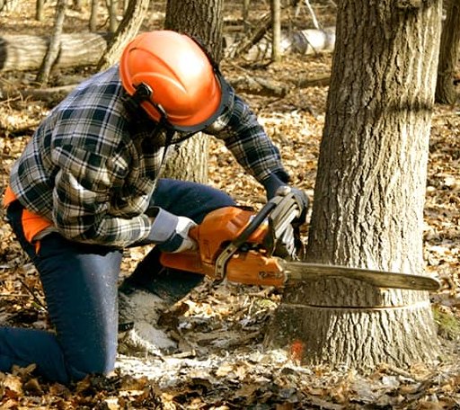 Tree Removal in Topsham, VT